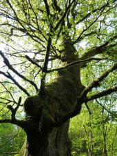 Punto di interesse Wiltz - L'arbre-monument - Photo 1