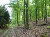 Punto de interés Wincrange - La forêt de Derenbach - Photo 1