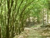 Point d'intérêt La Roche-en-Ardenne - Le Bois de Broye - Photo 1