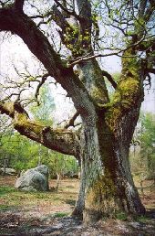 Point d'intérêt Fontainebleau - Le chêne Sully  - Photo 2