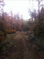 POI Le Tampon - sentier dans la forêt - Photo 1