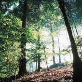 Punto di interesse Condé-sur-l'Escaut - Forêt domaniale de Bon-Secours - Photo 1