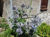 Punto di interesse Pralognan-la-Vanoise - Chardons Bleus - Photo 1