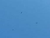 Point d'intérêt Ossen - Les vautours - Photo 1