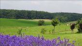 Punto di interesse Namur - Gelbressée - Photo 1