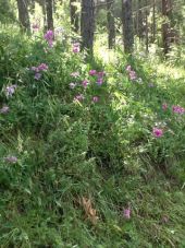 Point d'intérêt Montlainsia - Fleurs - Photo 1