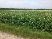 Point d'intérêt Beek - Zicht op Neerbeek, op voorgrond aardappels in bloei.  - Photo 1