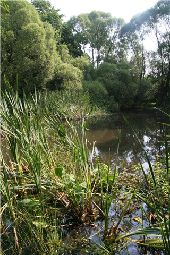 Point of interest Rochefort - Baty pond - Mare du Baty - Photo 2