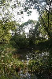 Punto di interesse Rochefort - Baty pond - Mare du Baty - Photo 1