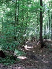 Point of interest Oud-Heverlee - La forêt de Meerdael et le bois d’Heverlee - Photo 1