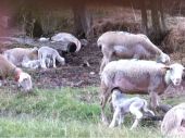 Point d'intérêt Chorges - Brebis et agneaux - Photo 1