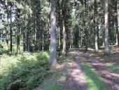 Punto de interés Florenville - Chemin forestier - Photo 1