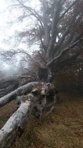 Point d'intérêt Redortiers - Le grand hêtre - Photo 1