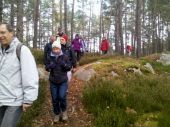 Punto de interés Fontainebleau - 05 - Rocher du Mont Monrillon - Photo 1