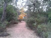Punto di interesse Bormes-les-Mimosas - couleur d'automne dans la forêt des Maures - Photo 1