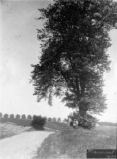 Point of interest Chastre - L'arbre de Blanmont ou le Petit Arbre - Photo 1
