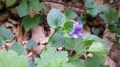 Point d'intérêt Sonchamp - Violette sauvage - Photo 1