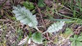 Point d'intérêt Sonchamp - Potentille anserine - Photo 1