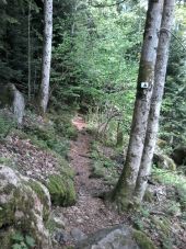 POI Lepuix - le sentier qui descend vers l'étang - Photo 1