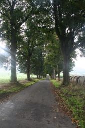 Point of interest Houyet - Lane of trees - Custinne - Photo 2