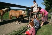 Point of interest Beauraing - Our tip : the Comogne horse milk farm - Photo 1