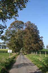 Point of interest Houyet - Lane of trees - Custinne - Photo 1