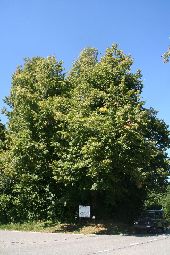 Punto de interés Ciney - The Conjoux linden tree - Photo 1