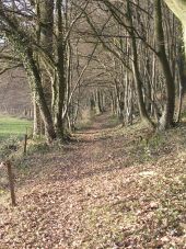 Point of interest Froidchapelle - Bois de Plécul (Plécul Wood) - Photo 1