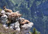 POI Glières-Val-de-Borne - Bouquetins - Photo 1