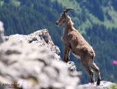 Punto de interés Glières-Val-de-Borne - Bouquetins - Photo 2