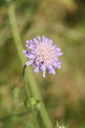 POI Weiswampach - 2 - Des refuges riches en biodiversité - Photo 3