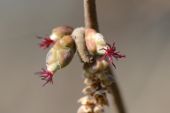 Point d'intérêt Colfontaine - 3 - Fleurs d’arbres - Photo 1