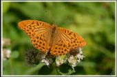 Punto di interesse Attert - 3 - Papillons des bois - Photo 3