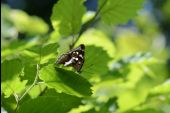 POI Attert - 3 - Papillons des bois - Photo 2