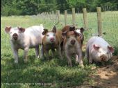 Punto di interesse Nassogne - Elevage de porcs des prairies d'Ardenne - Photo 1