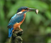 Punto di interesse Saint-Hubert - Eviter les oiseaux pêcheurs - Photo 4
