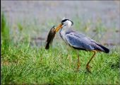 Point d'intérêt Saint-Hubert - Eviter les oiseaux pêcheurs - Photo 1