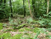 Punto de interés Moncoutant-sur-Sèvre - Forêt moussue. - Photo 1