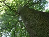 Punto de interés Sivry-Rance - LArbre de la Jeunesse (The Tree of Youth) - Photo 1