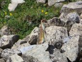 Point d'intérêt Tignes - la faune locale - Photo 2
