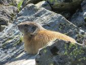 Point of interest Val-d'Isère - une marmotte - Photo 1