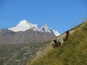 Punto de interés Val-d'Isère - au milieu des moutons - Photo 1