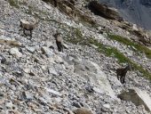 Point d'intérêt Val-d'Isère - les bouquetins - Photo 1