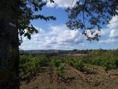 Punto di interesse Cahuzac-sur-Vère - 30 Vue sur les vignes - Photo 1