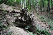 Point of interest Bouillon - 1 – Du bois mort en forêt  - Photo 2