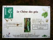 Point d'intérêt Pontarmé - Chêne des Grès - Photo 1