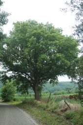 Point d'intérêt Assesse - Chêne pédonculé - Photo 1