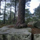 Point d'intérêt Arbonne-la-Forêt - 08 - Un pin ''patte d'éléphant'' - Photo 1