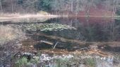 POI Saint-Nabord - Etang de La Huchère - Photo 1