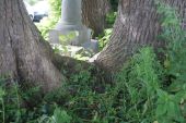 Point d'intérêt Assesse - Tilleuls à petites feuilles - Photo 1